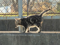 田んぼ子猫