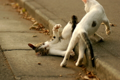 10-09-14  istDs2 063