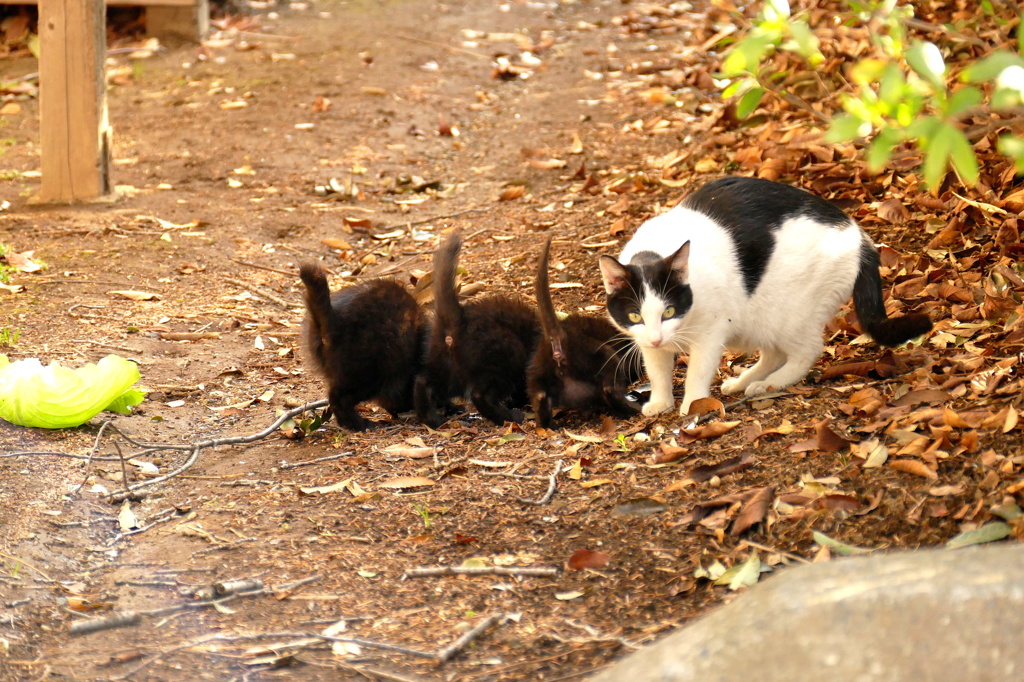 近寄るにゃよ！