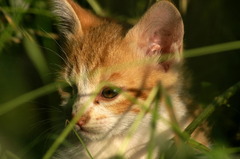 09-6-7  α-7digital 518