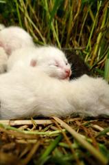 15-05-09    FZ-1000 123