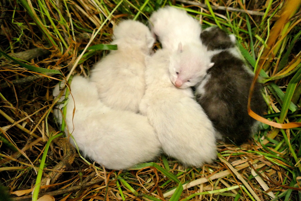 15-05-09    FZ-1000 126