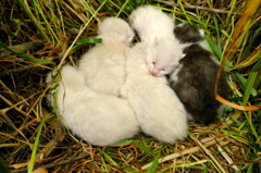 15-05-09    FZ-1000 126