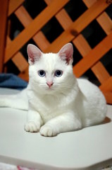 今日のみゅー