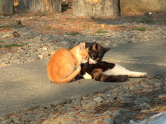 14-02-23    X-S1 064