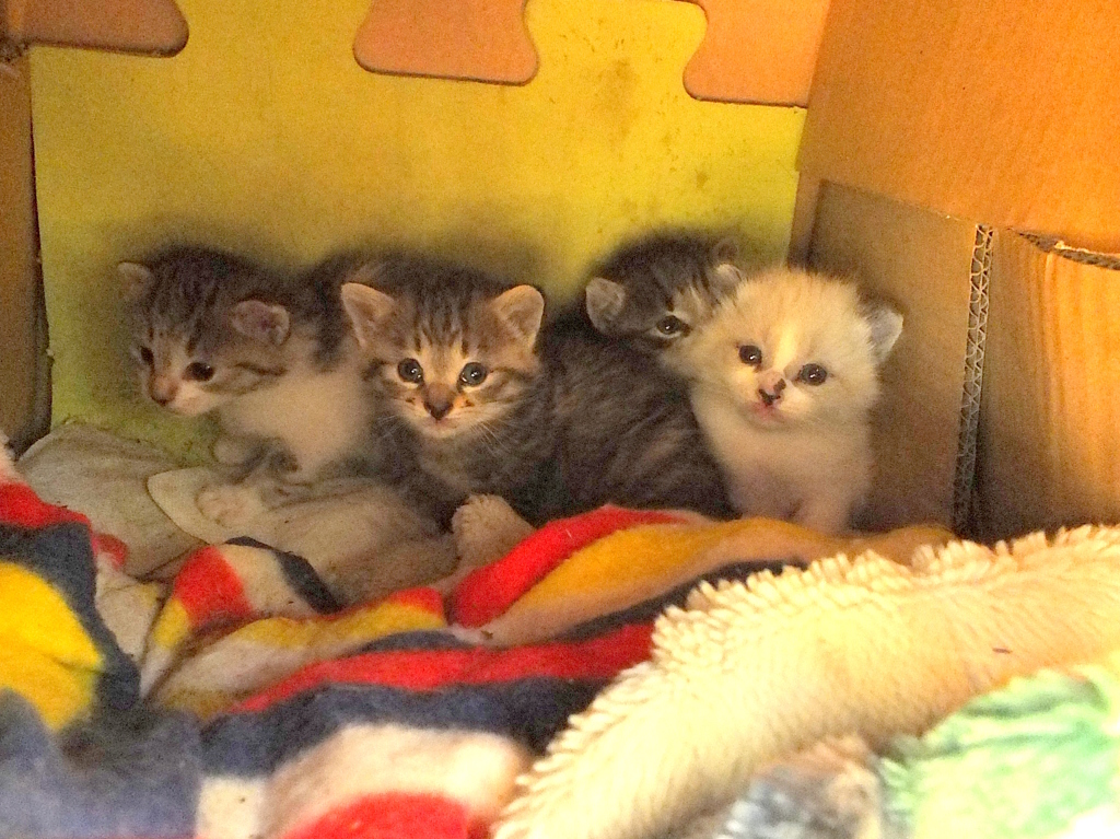 今日の子猫2