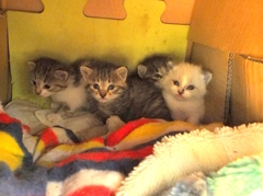 今日の子猫2