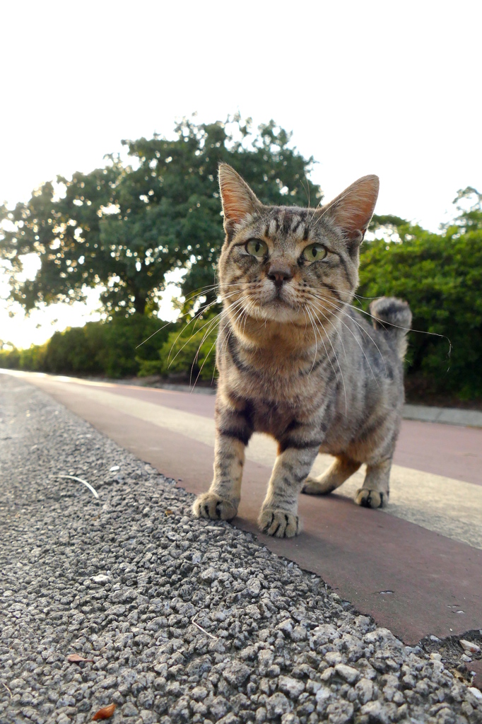 15-08-09    FZ-1000-2 035