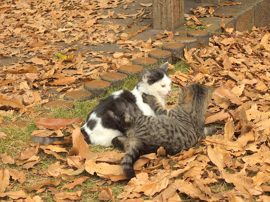 13-12-04    X-S1-2 055