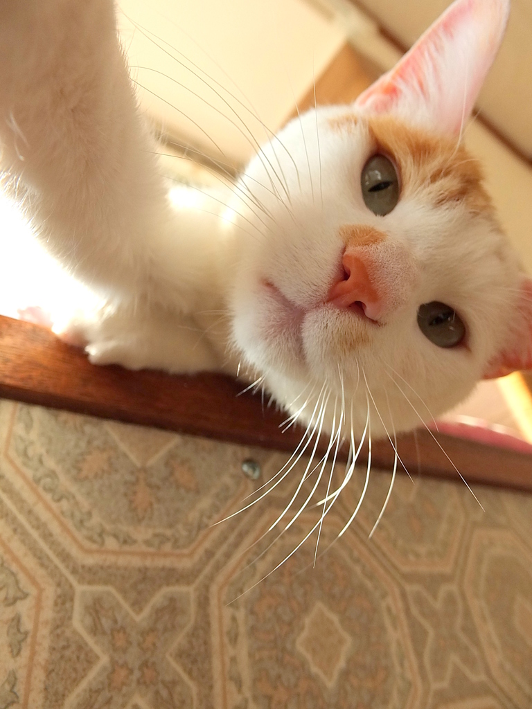 うちのたろう