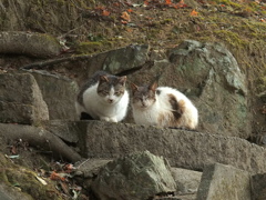 唐沢山神社猫2