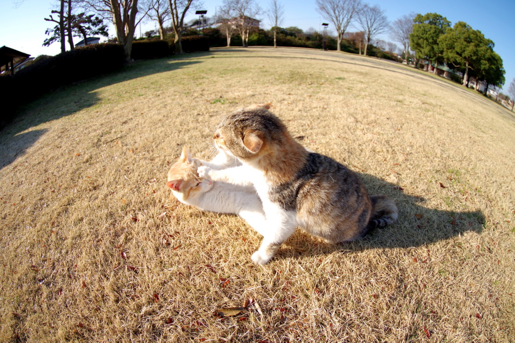 やめれ～～～っ！