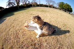 やめれ～～～っ！