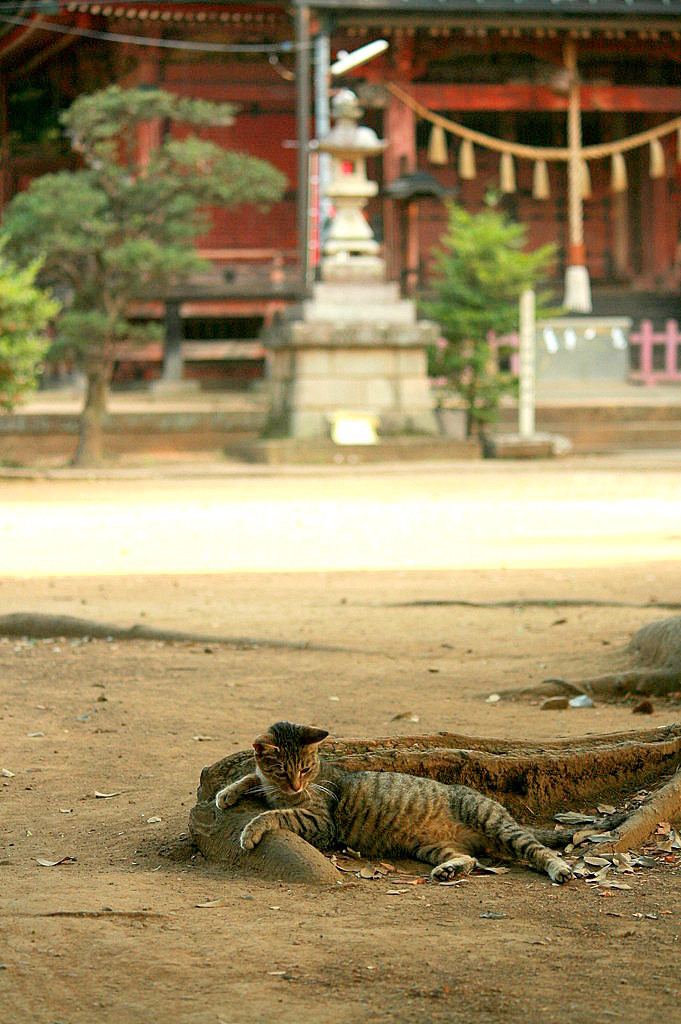 神社猫