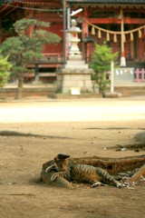 神社猫