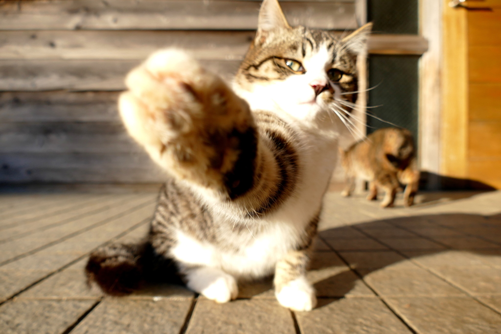 ねこぱんち！
