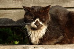 ちどり公園09-12-13  K200D 146