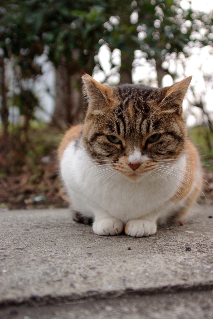ちどり公園09-12-13  K200D 016