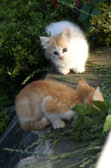 09-6-7  α-7digital 362