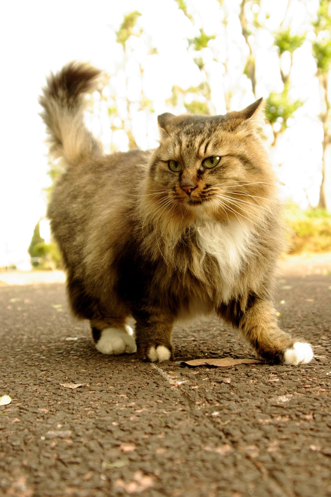 ちどり公園09-12-13  K200D 141
