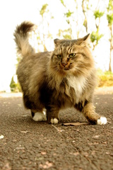 ちどり公園09-12-13  K200D 141