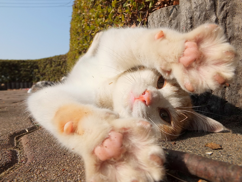 14-02-01    X-S1-2 200