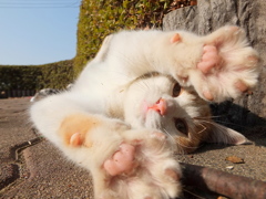 14-02-01    X-S1-2 200