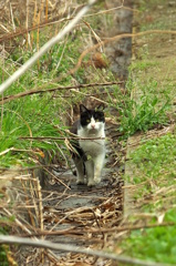 田んぼ猫