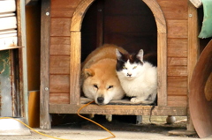 にゃかよしだワン。