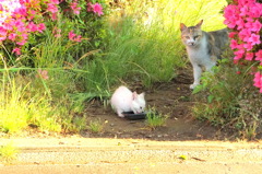 母ちゃん警戒中