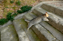 唐沢山神社猫