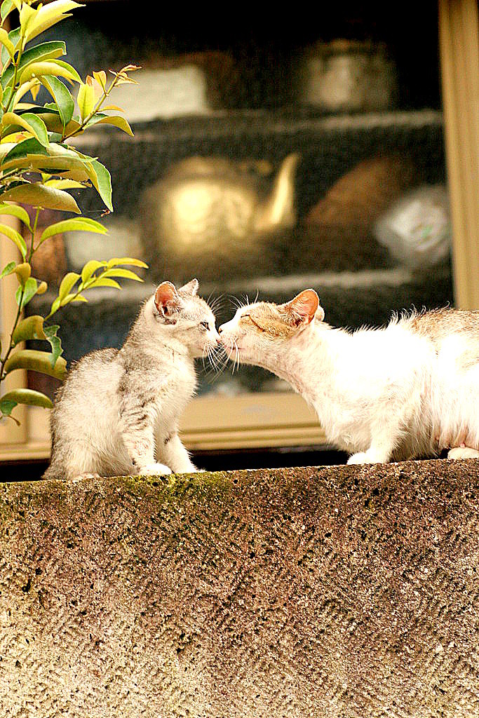 kiss