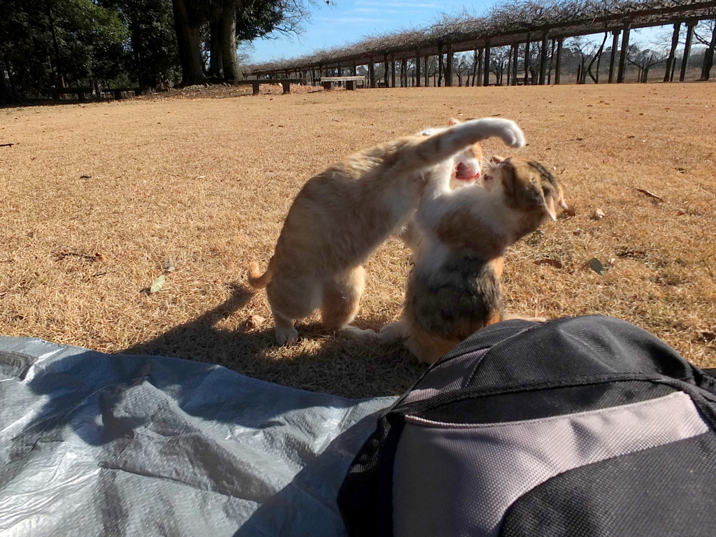 がお～～～っ！