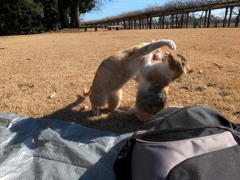 がお～～～っ！