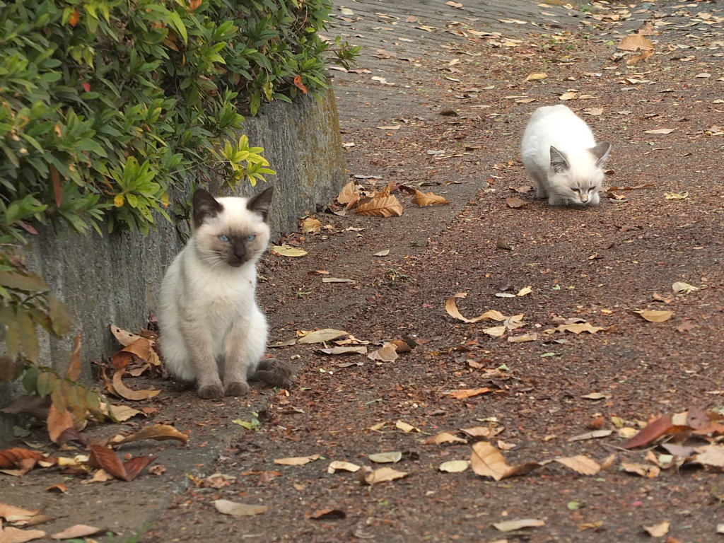 13-12-04    X-S1-2 116