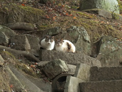 唐沢山神社猫