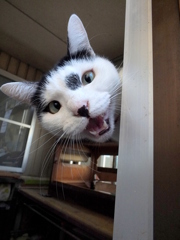いらっしゃい！