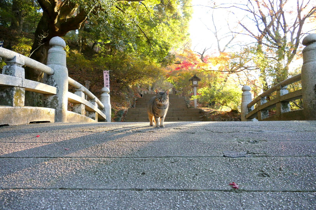 唐沢山神社猫