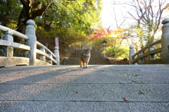 唐沢山神社猫