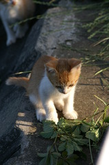 09-6-7  α-7digital 379