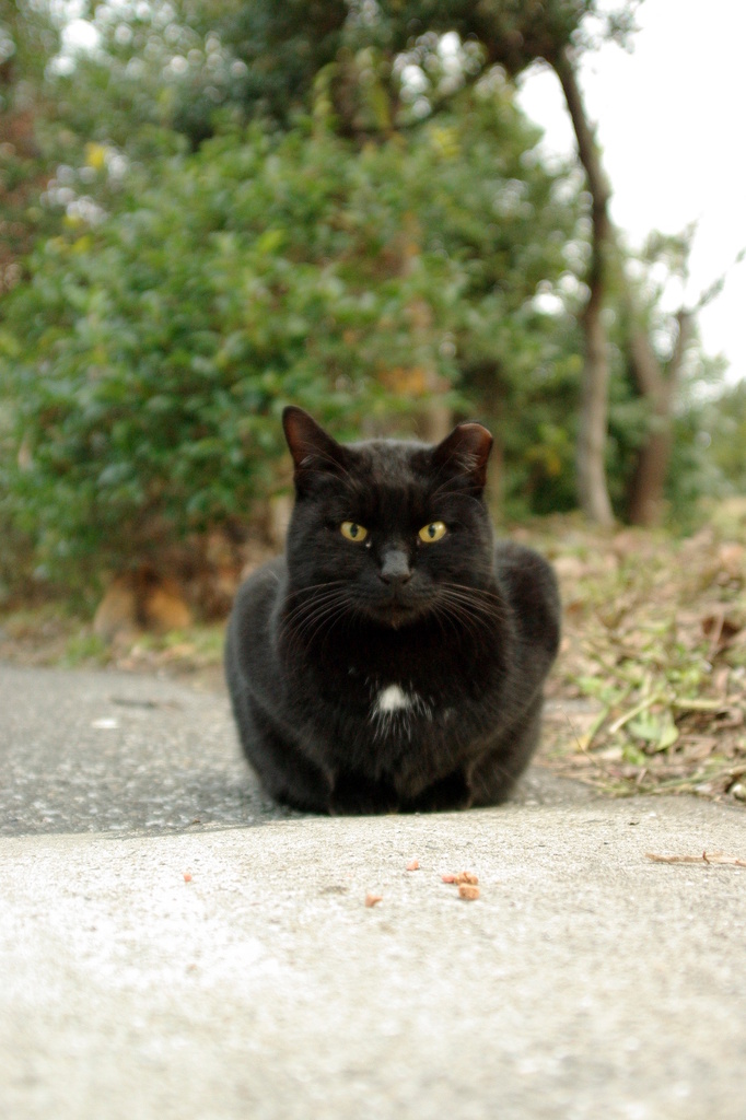 ちどり公園09-12-13  K200D 032