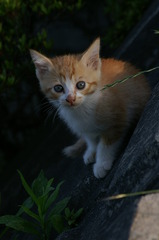 09-6-7  α-7digital 386