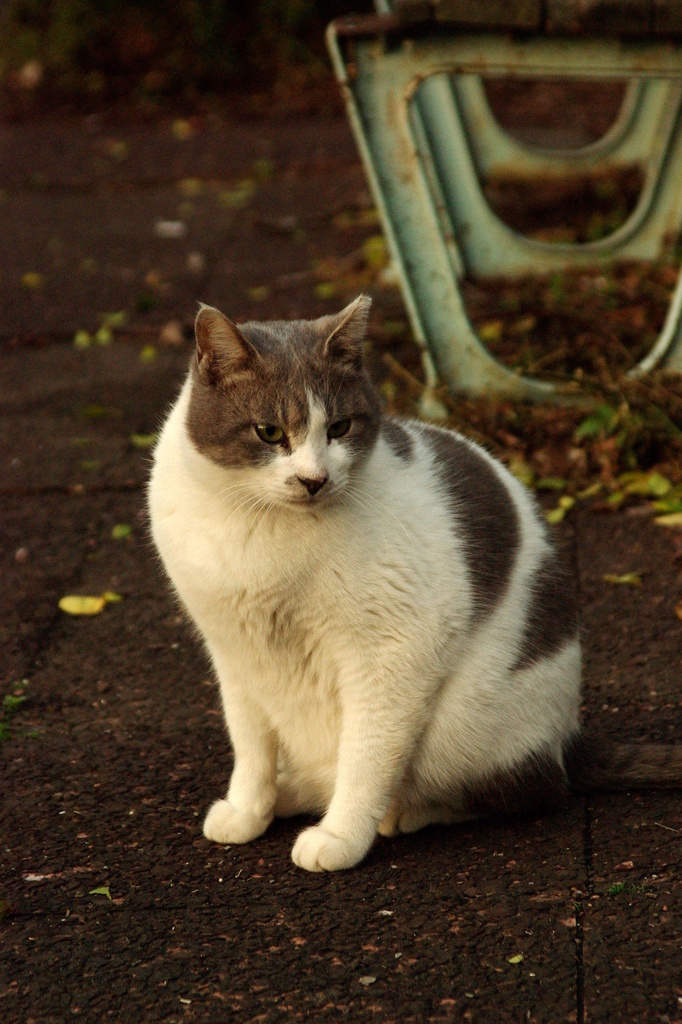 ちどり公園09-12-13  K200D 056