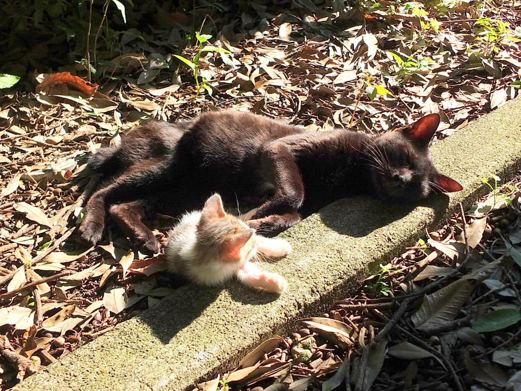 とうちゃん・・・・・