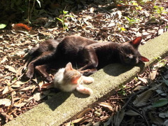 とうちゃん・・・・・