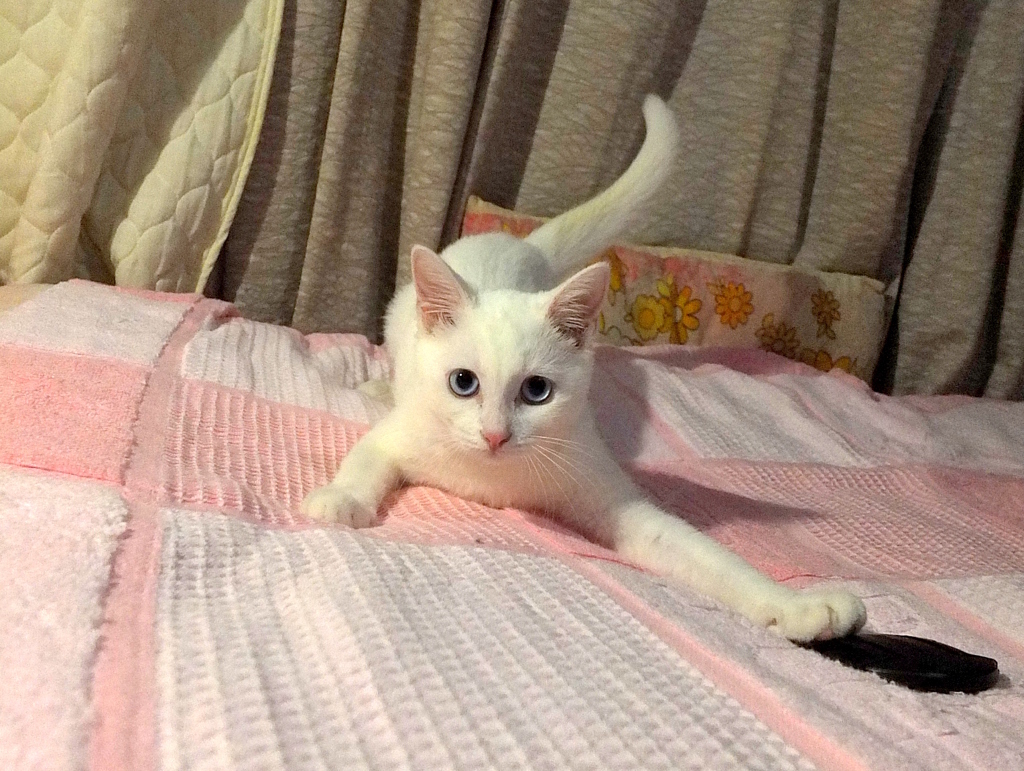 きょうのみゅー