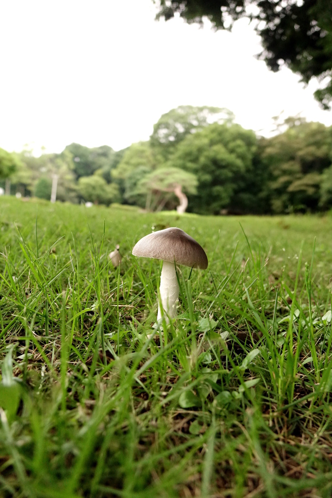 きのこ