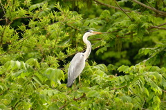 15-05-05     FZ-1000-2 010