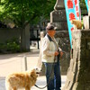 神社猫