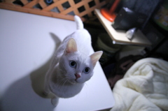 きょうのみゅー